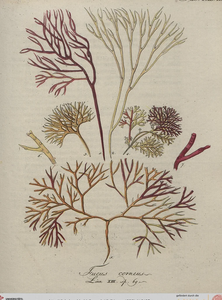 An illustration from (Band 1), 1800, leaf 185