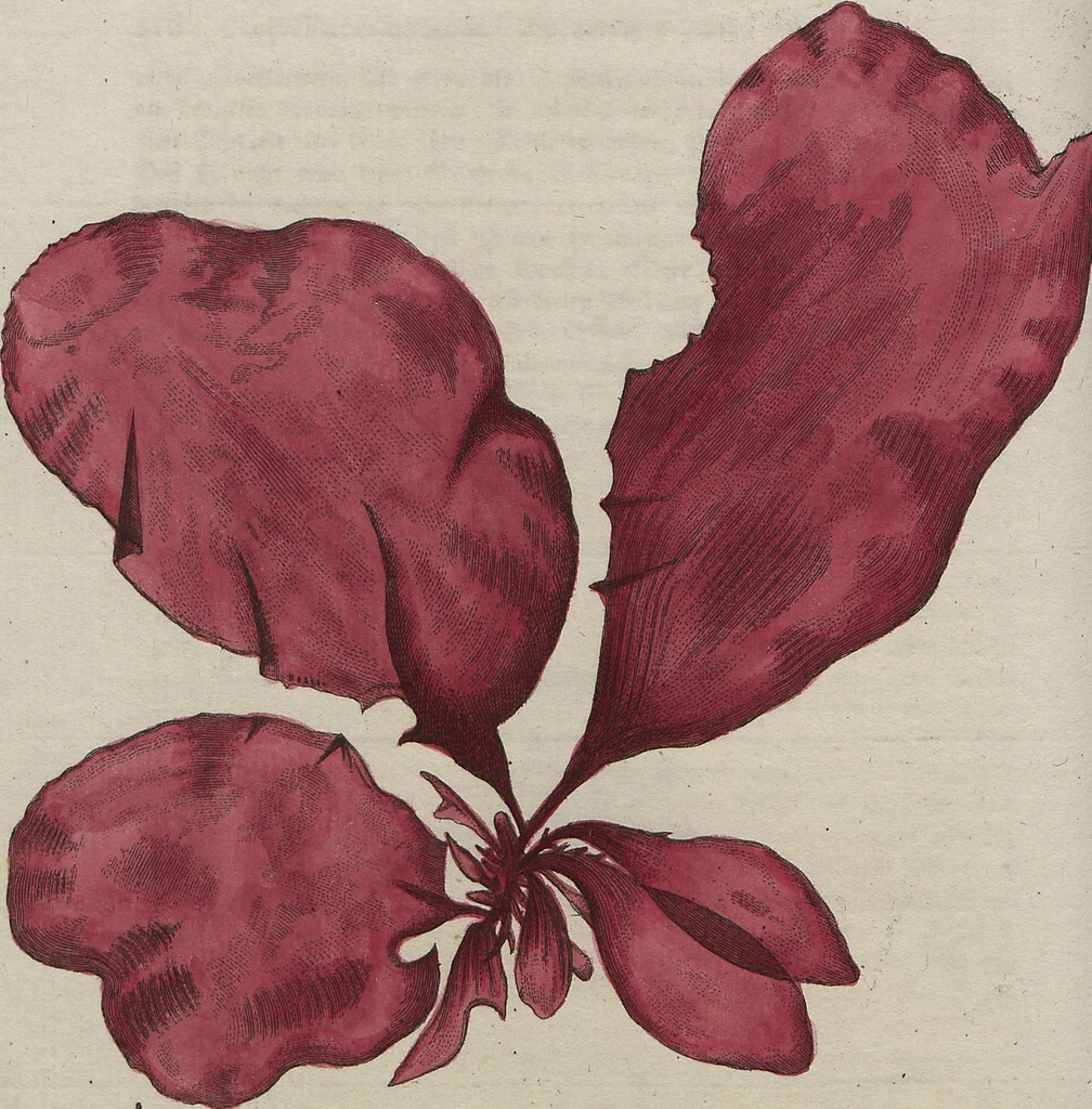 An illustration from (Band 1), 1800, leaf 190