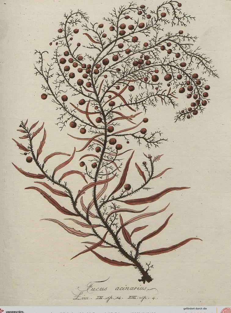 An illustration from (Band 1), 1800, leaf 193