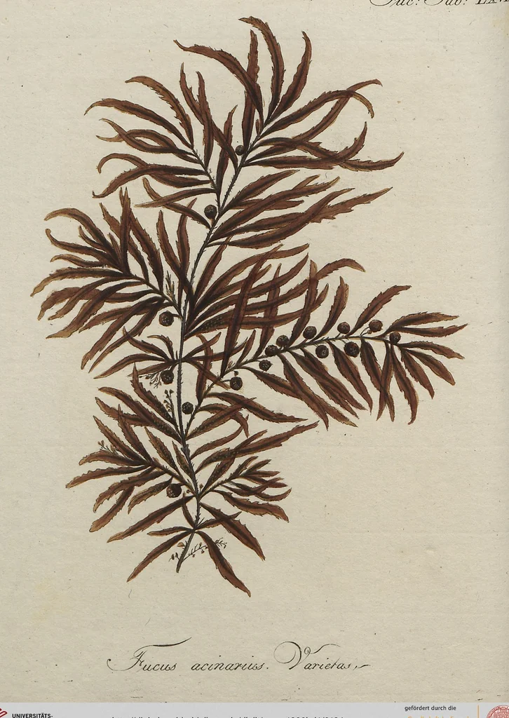 An illustration from (Band 1), 1800, leaf 194