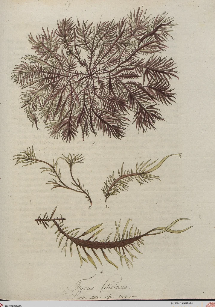An illustration from (Band 1), 1800, leaf 199