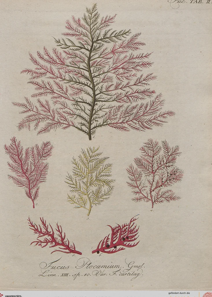 An illustration from (Band 1), 1800, leaf 20