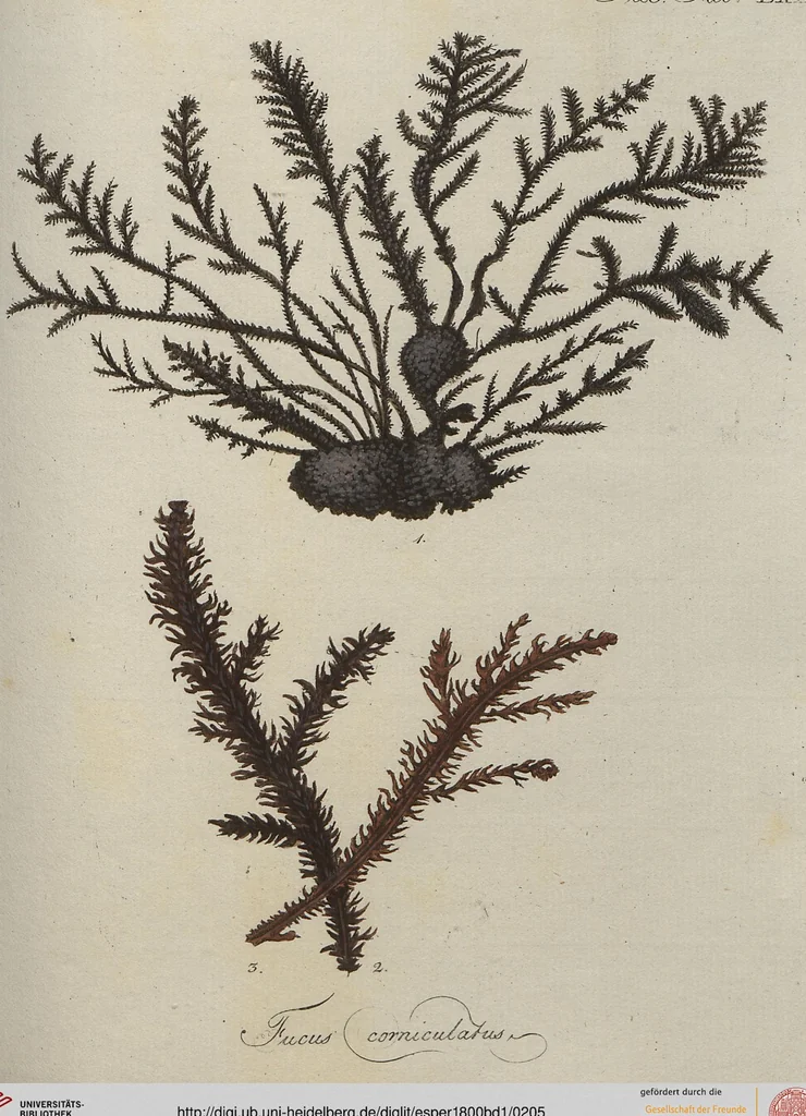 An illustration from (Band 1), 1800, leaf 205