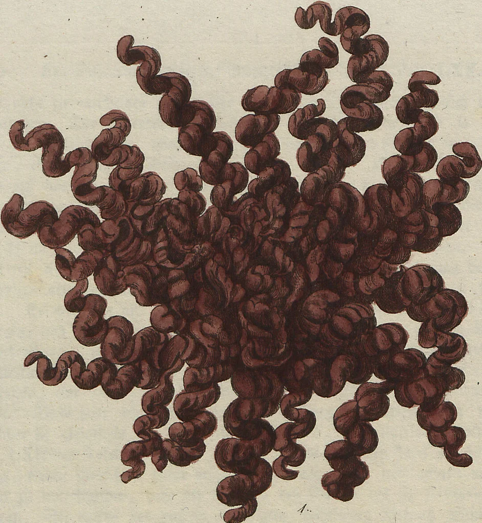 An illustration from (Band 1), 1800, leaf 209