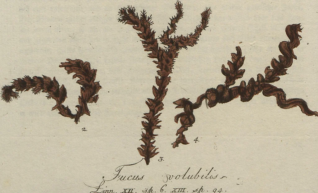 An illustration from (Band 1), 1800, leaf 209