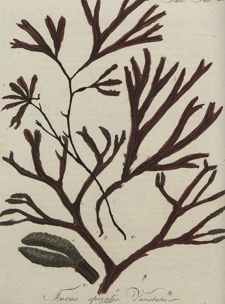 An illustration from (Band 1), 1800, leaf 212
