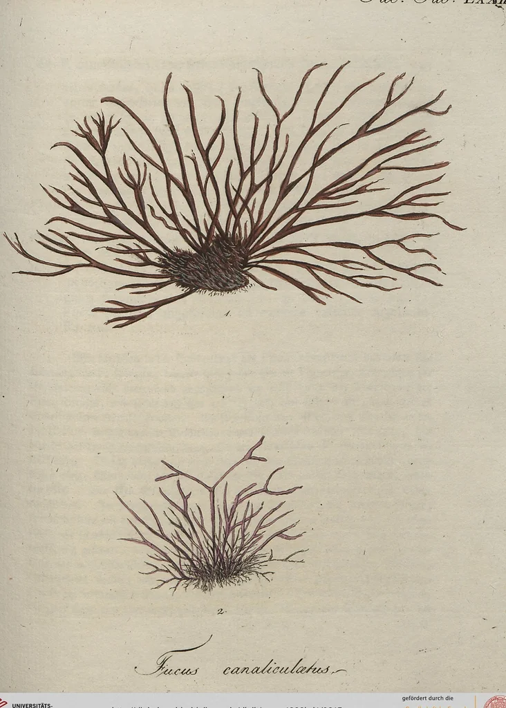 An illustration from (Band 1), 1800, leaf 215