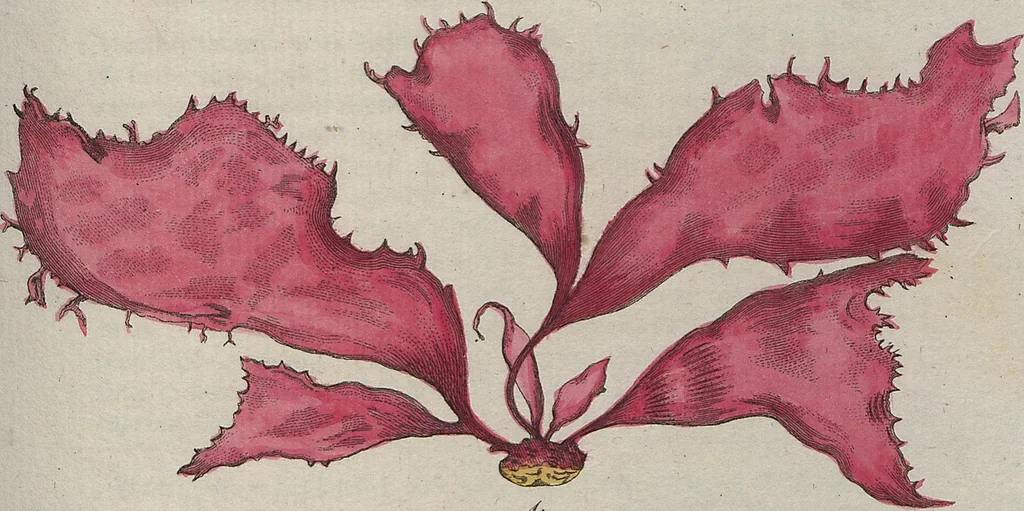 An illustration from (Band 1), 1800, leaf 218