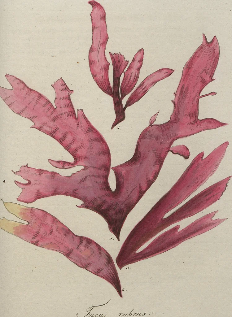 An illustration from (Band 1), 1800, leaf 221