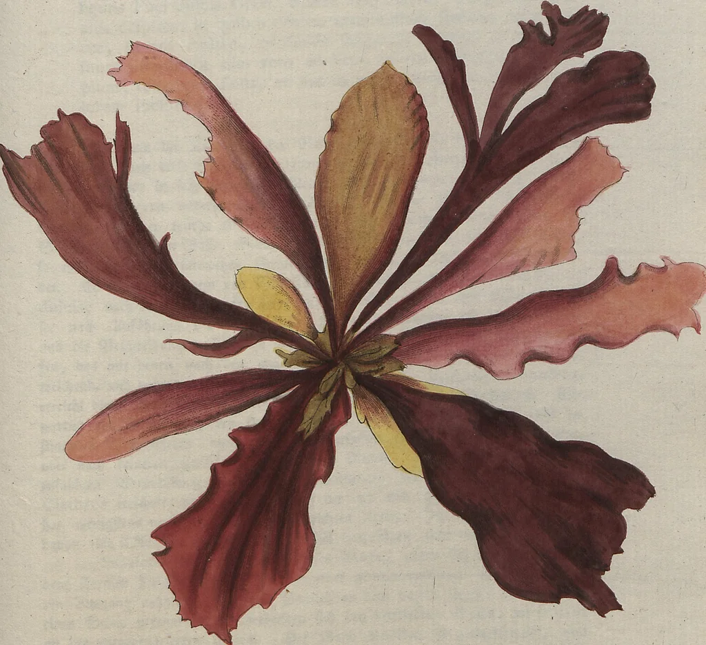 An illustration from (Band 1), 1800, leaf 224