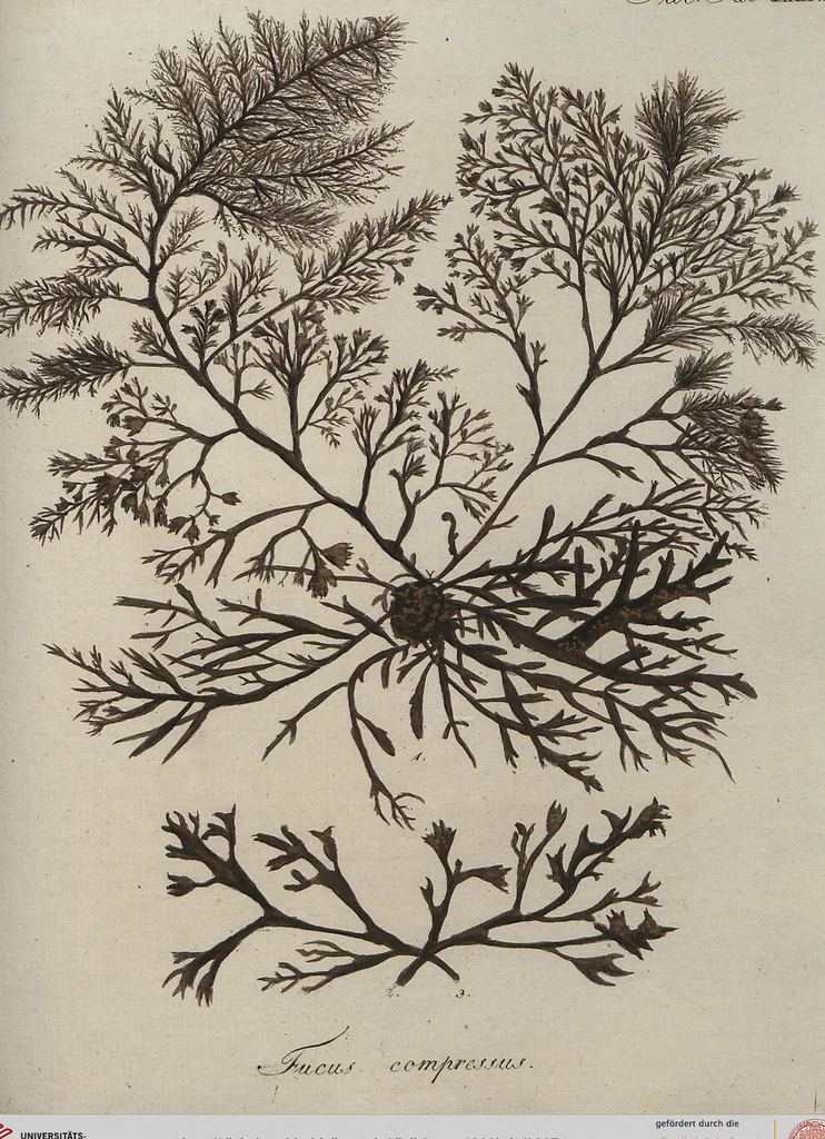 An illustration from (Band 1), 1800, leaf 227