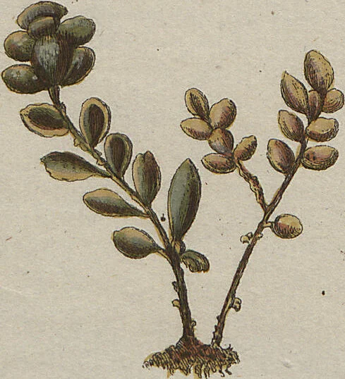An illustration from (Band 1), 1800, leaf 228