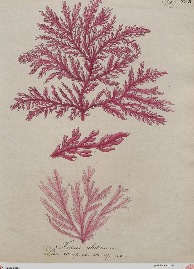 An illustration from (Band 1), 1800, leaf 23