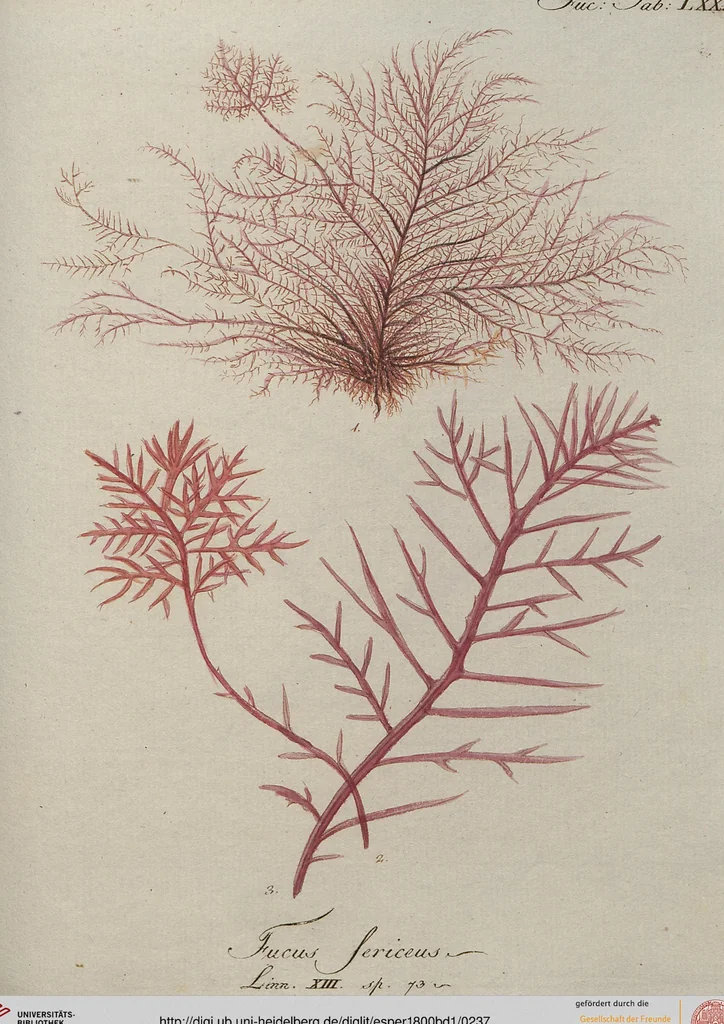 An illustration from (Band 1), 1800, leaf 237