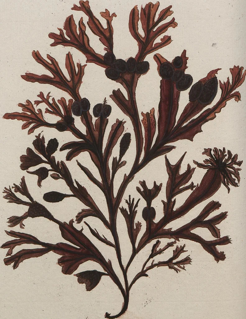 An illustration from (Band 1), 1800, leaf 242