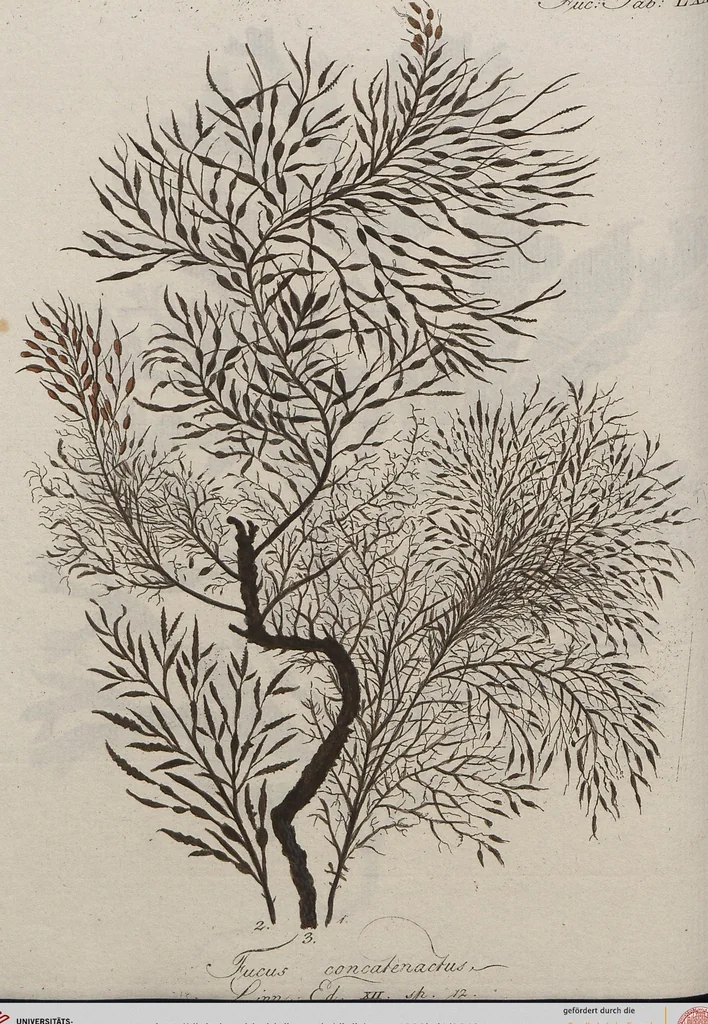 An illustration from (Band 1), 1800, leaf 243