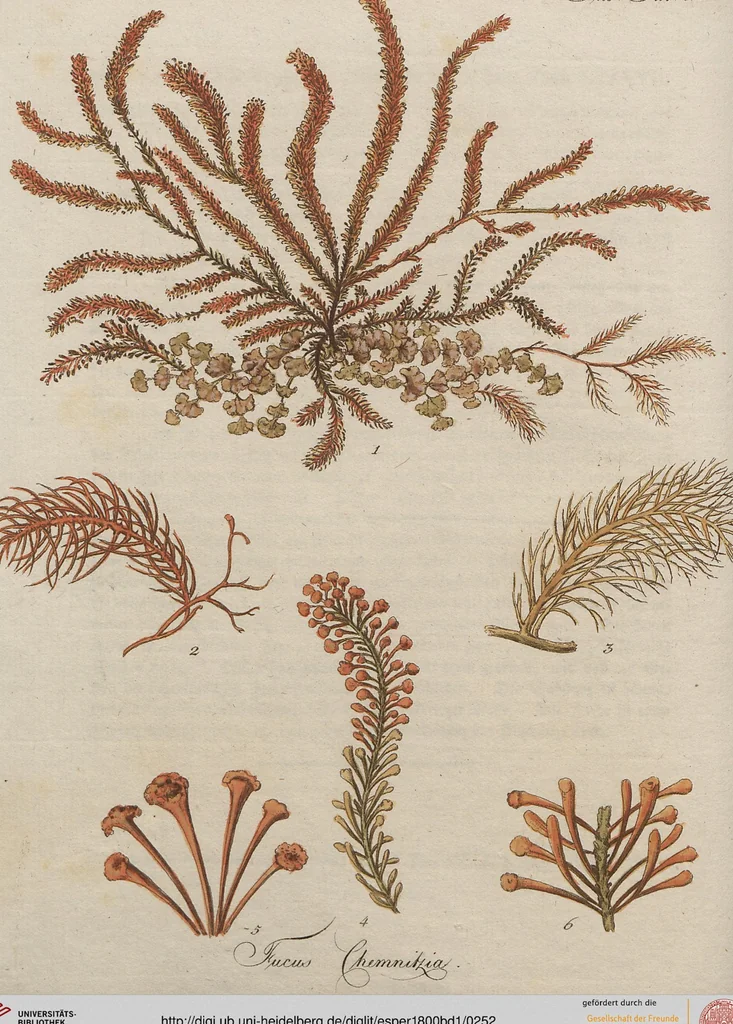 An illustration from (Band 1), 1800, leaf 252