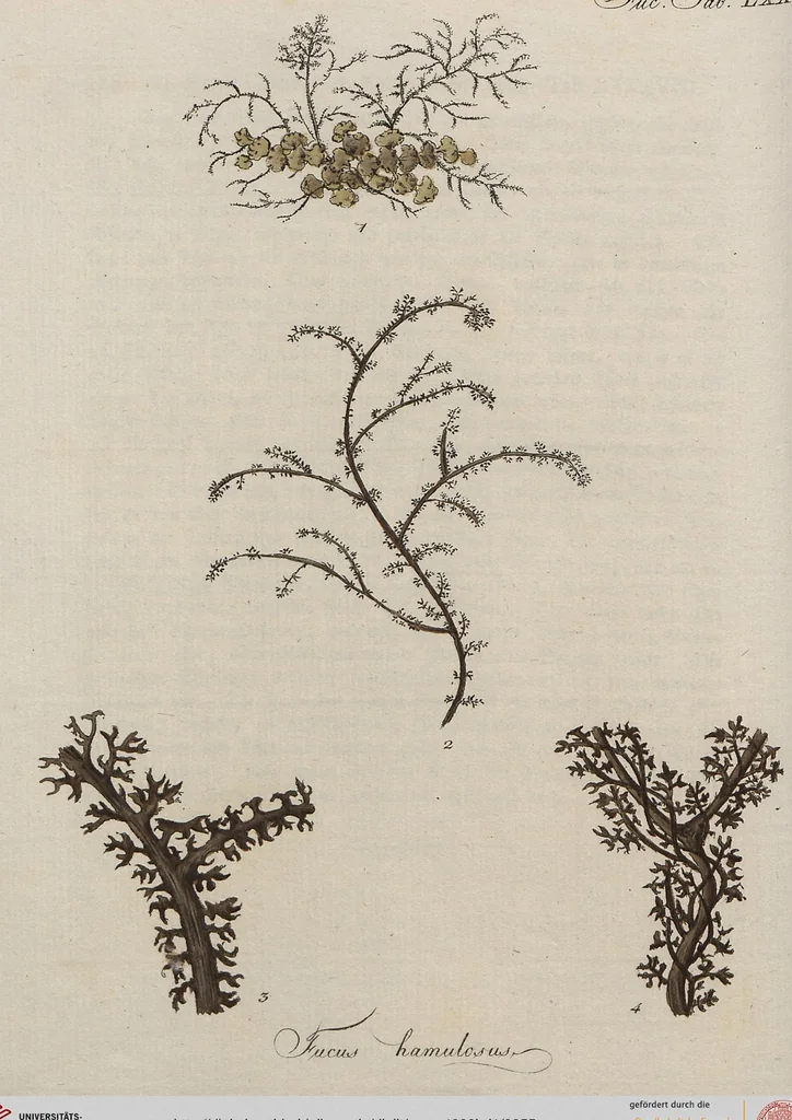 An illustration from (Band 1), 1800, leaf 255