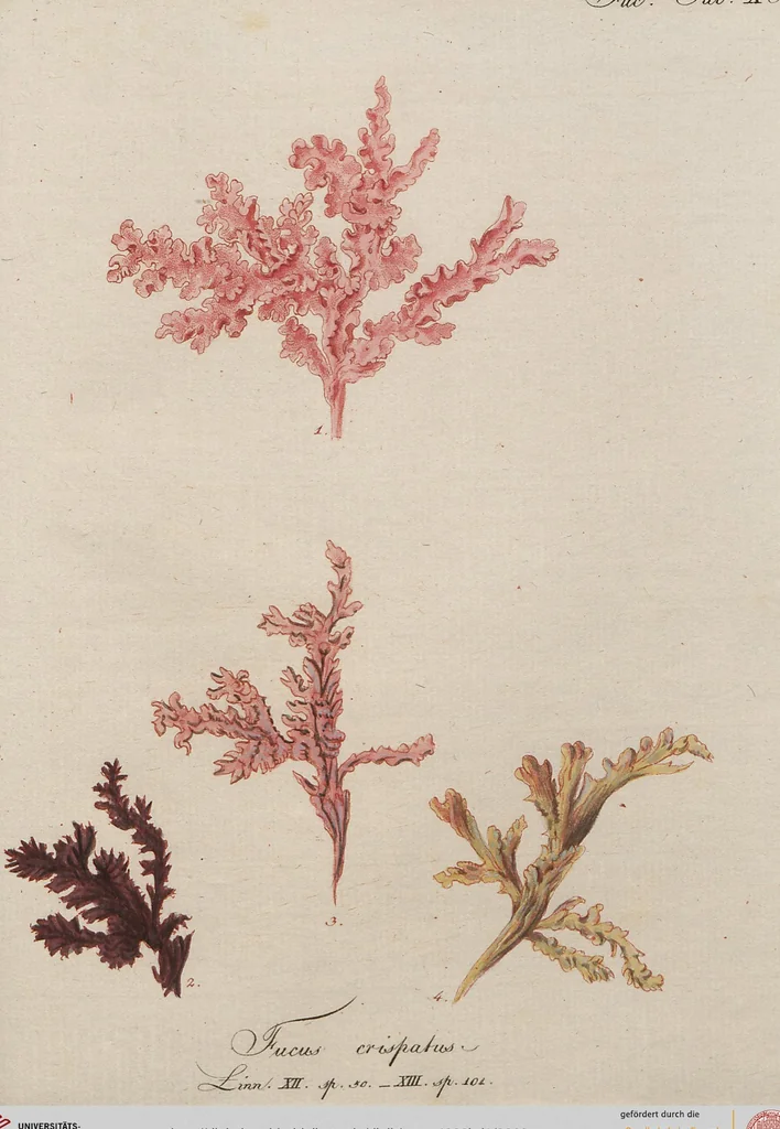 An illustration from (Band 1), 1800, leaf 260