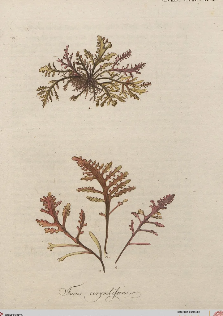 An illustration from (Band 1), 1800, leaf 268