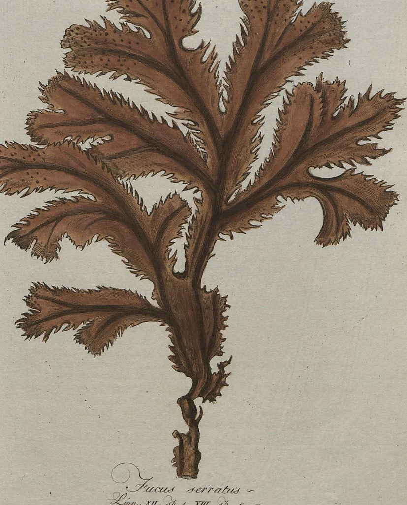 An illustration from (Band 1), 1800, leaf 27