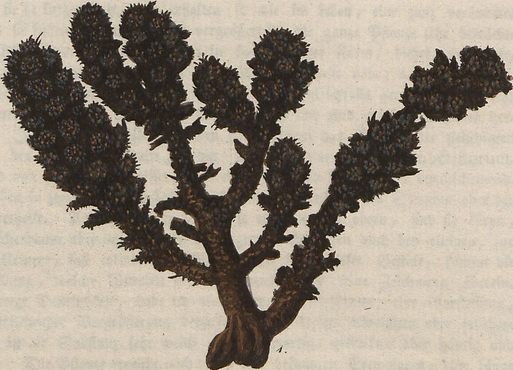 An illustration from (Band 1), 1800, leaf 275