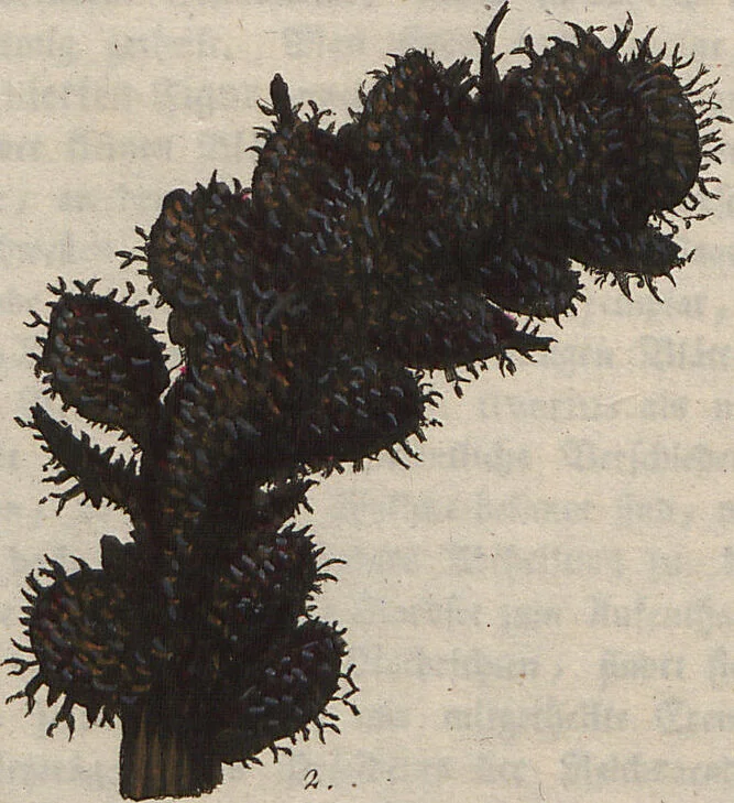 An illustration from (Band 1), 1800, leaf 275