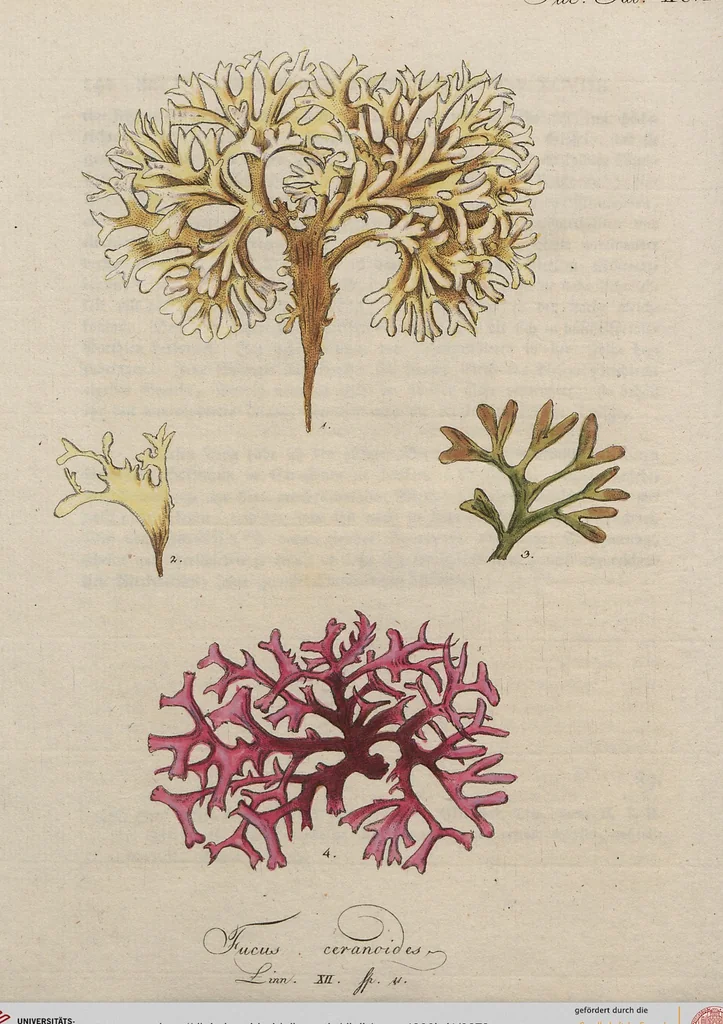 An illustration from (Band 1), 1800, leaf 278