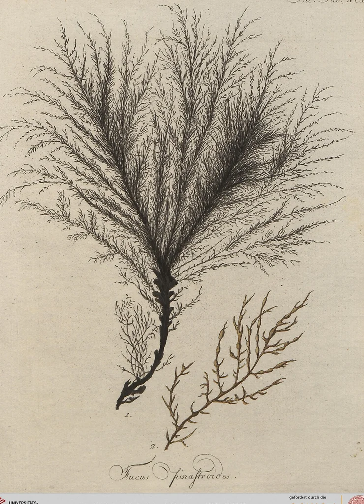 An illustration from (Band 1), 1800, leaf 283