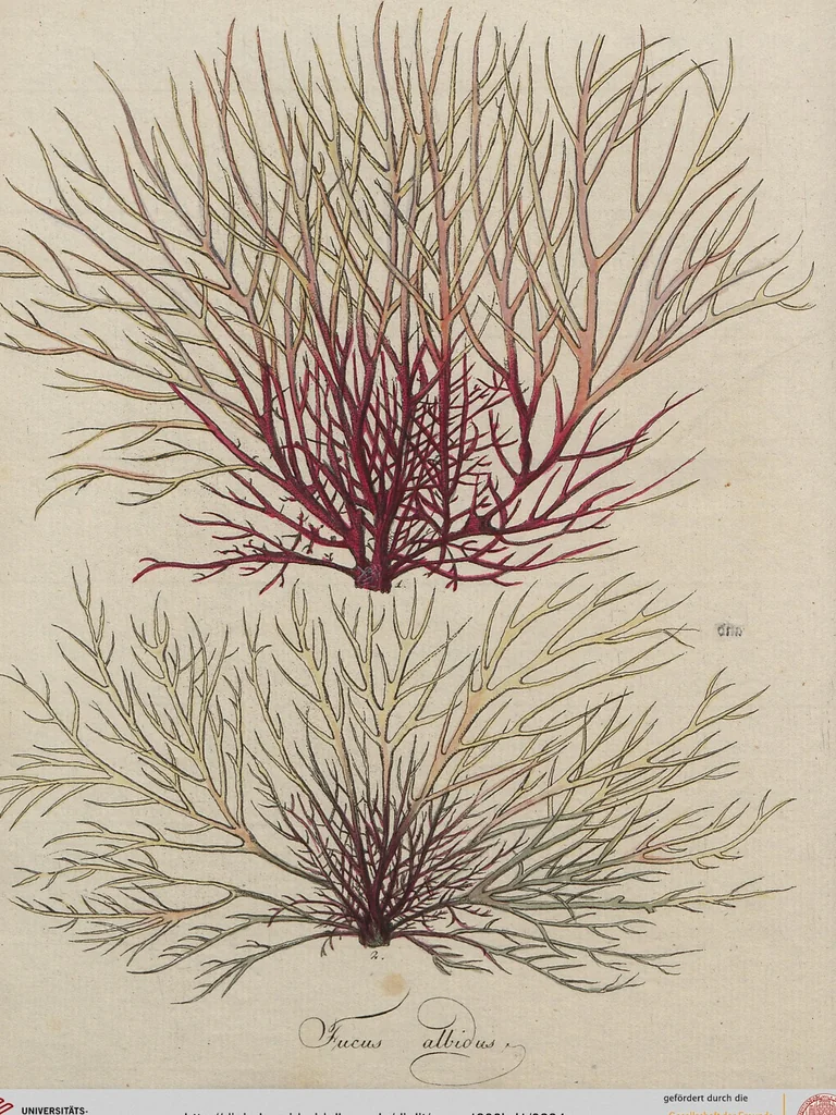 An illustration from (Band 1), 1800, leaf 284
