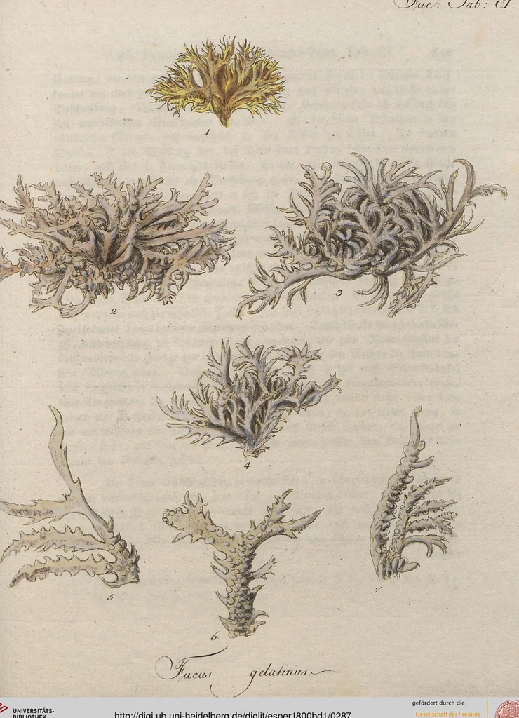 An illustration from (Band 1), 1800, leaf 287