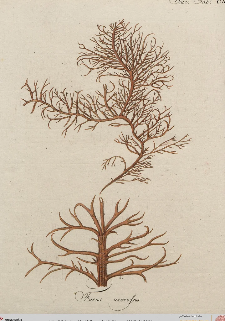 An illustration from (Band 1), 1800, leaf 291