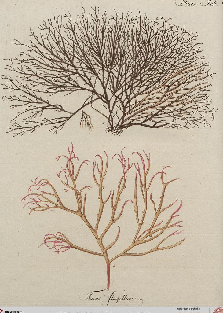 An illustration from (Band 1), 1800, leaf 295