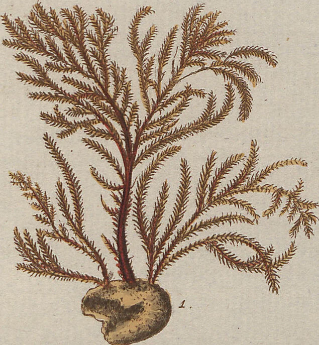 An illustration from (Band 1), 1800, leaf 298