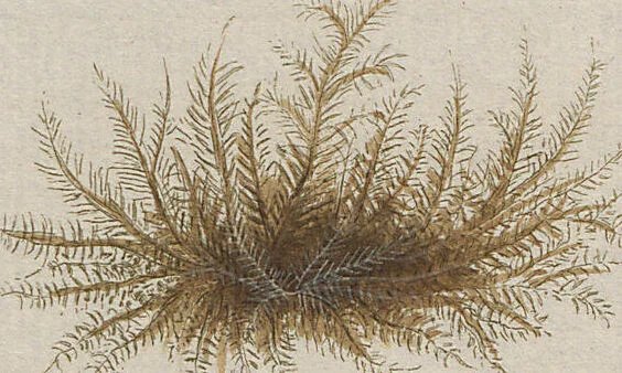 An illustration from (Band 1), 1800, leaf 299