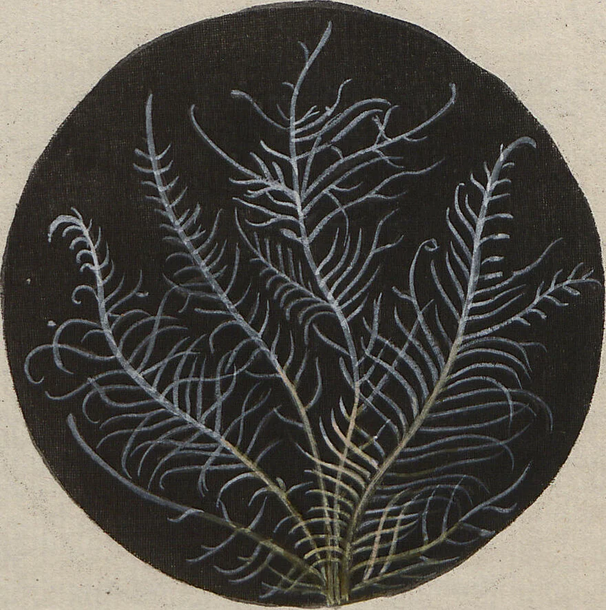 An illustration from (Band 1), 1800, leaf 299