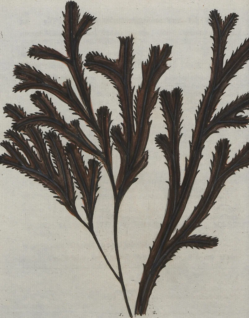 An illustration from (Band 1), 1800, leaf 30