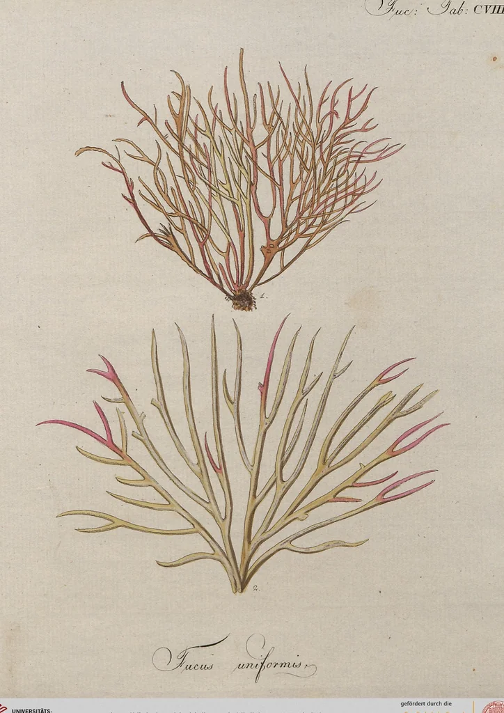 An illustration from (Band 1), 1800, leaf 302