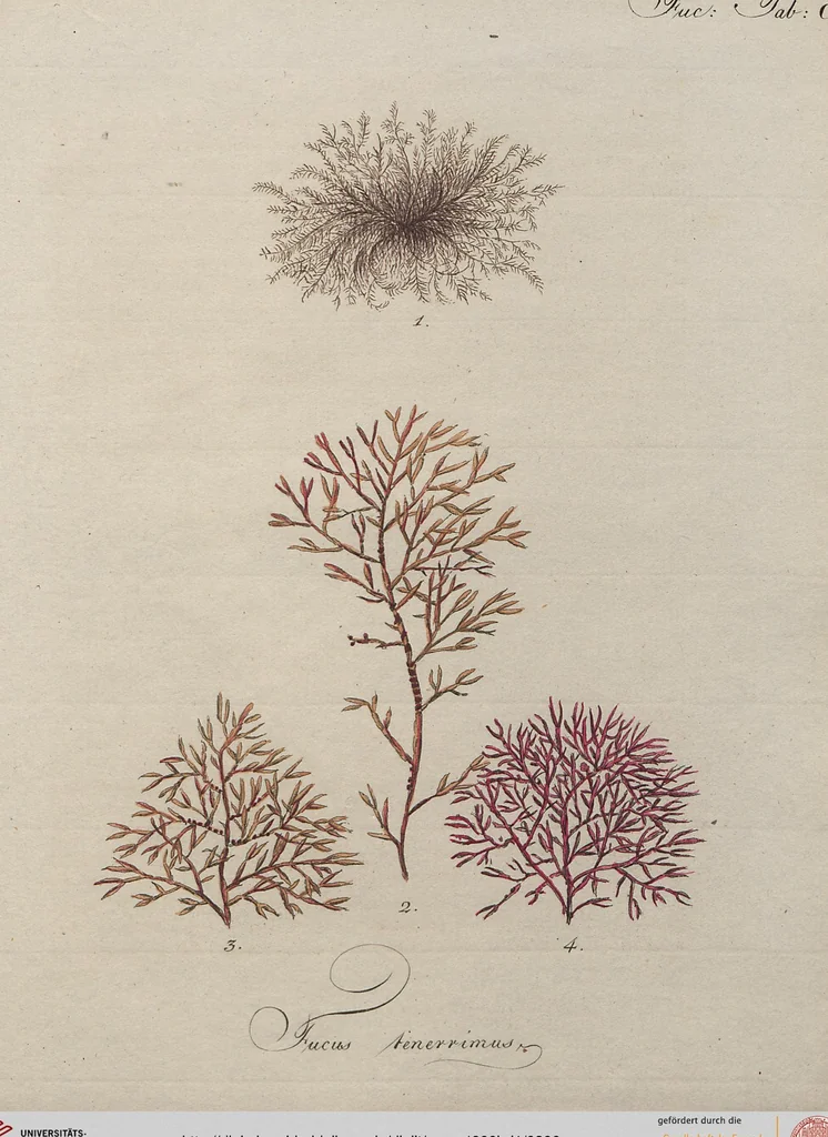 An illustration from (Band 1), 1800, leaf 306