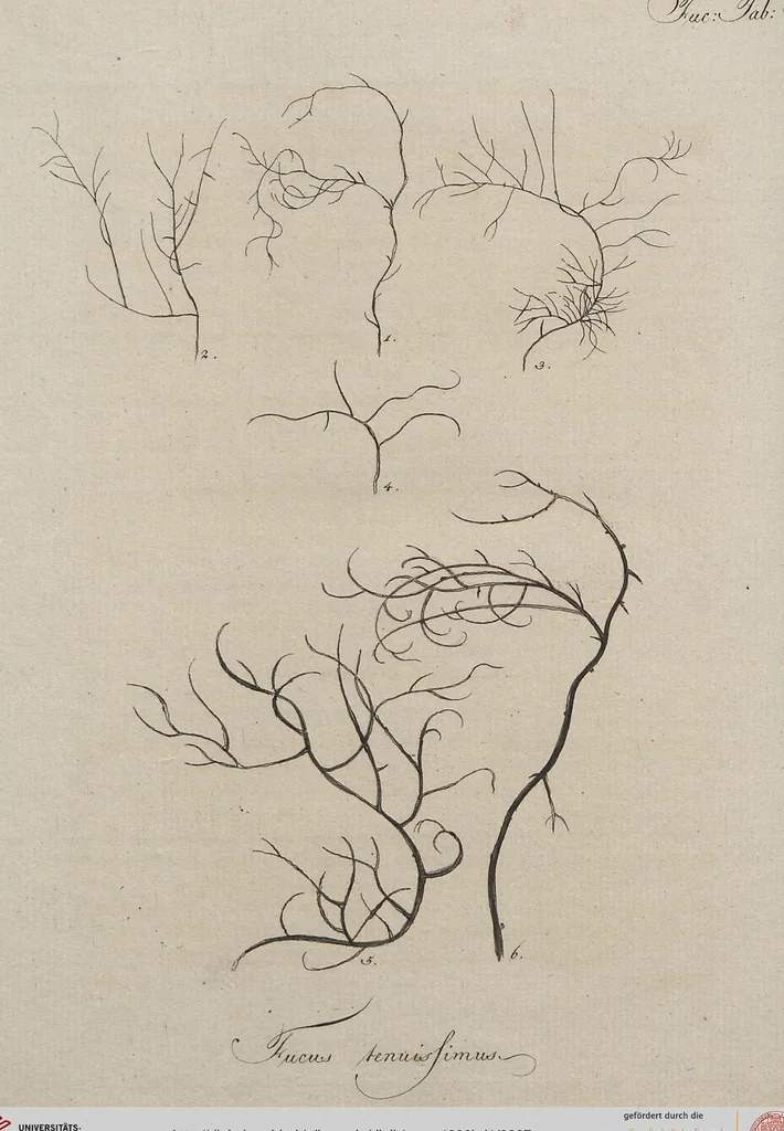 An illustration from (Band 1), 1800, leaf 307