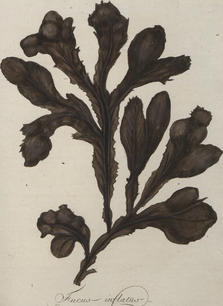 An illustration from (Band 1), 1800, leaf 40