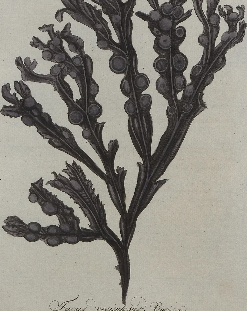 An illustration from (Band 1), 1800, leaf 47