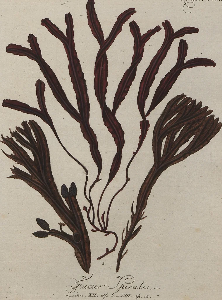 An illustration from (Band 1), 1800, leaf 50