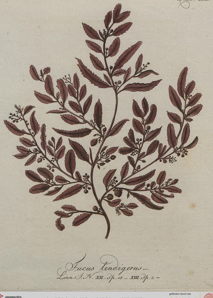 An illustration from (Band 1), 1800, leaf 51