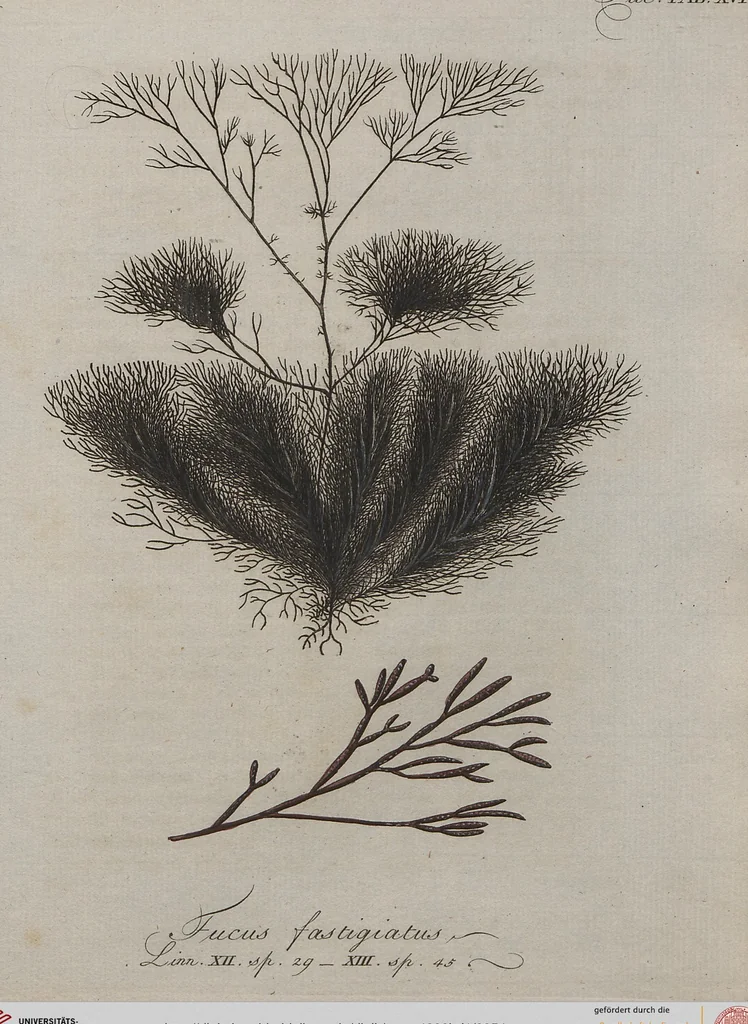 An illustration from (Band 1), 1800, leaf 54