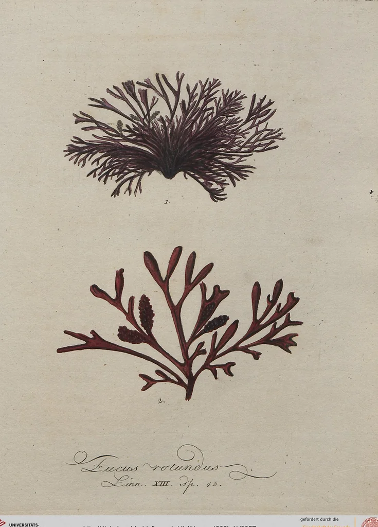 An illustration from (Band 1), 1800, leaf 57