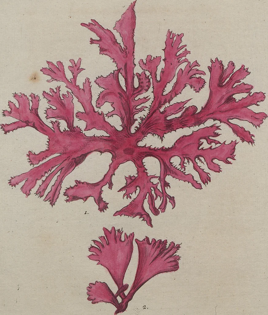 An illustration from (Band 1), 1800, leaf 58