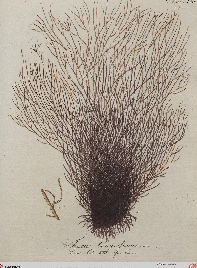 An illustration from (Band 1), 1800, leaf 64