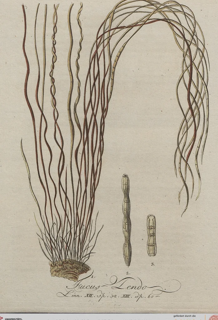 An illustration from (Band 1), 1800, leaf 68