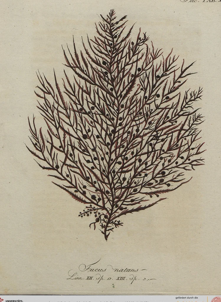 An illustration from (Band 1), 1800, leaf 71